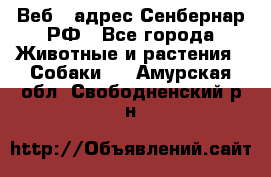 Веб – адрес Сенбернар.РФ - Все города Животные и растения » Собаки   . Амурская обл.,Свободненский р-н